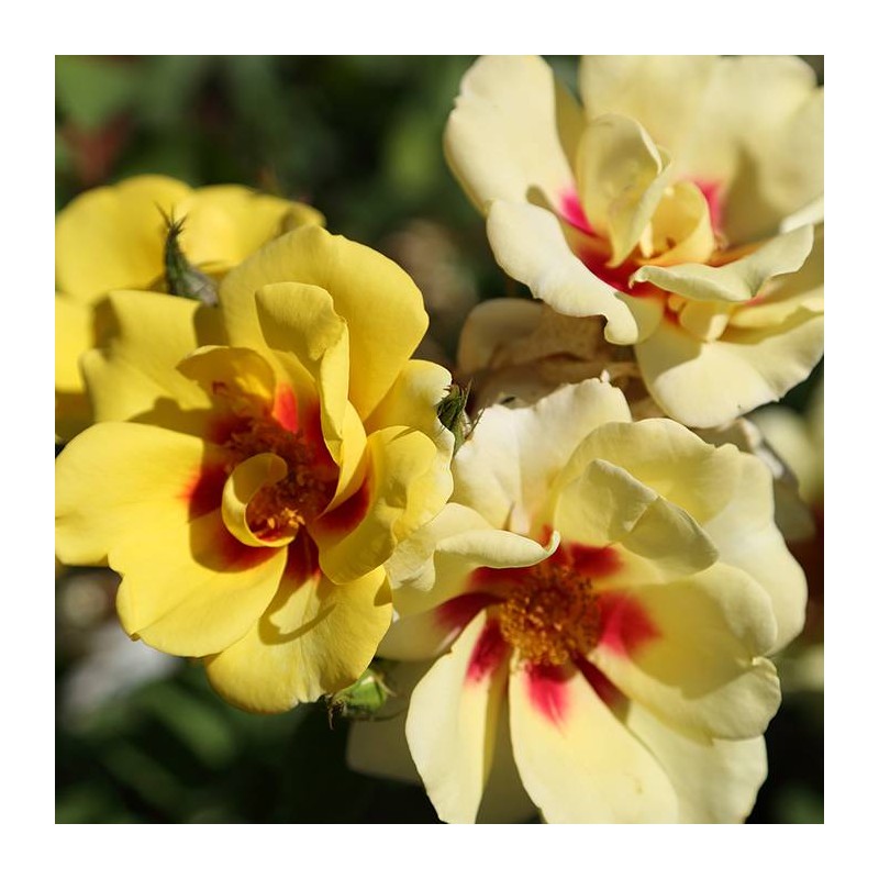 Rosal trepador eyeconic
