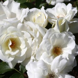 Rosal Iceberg