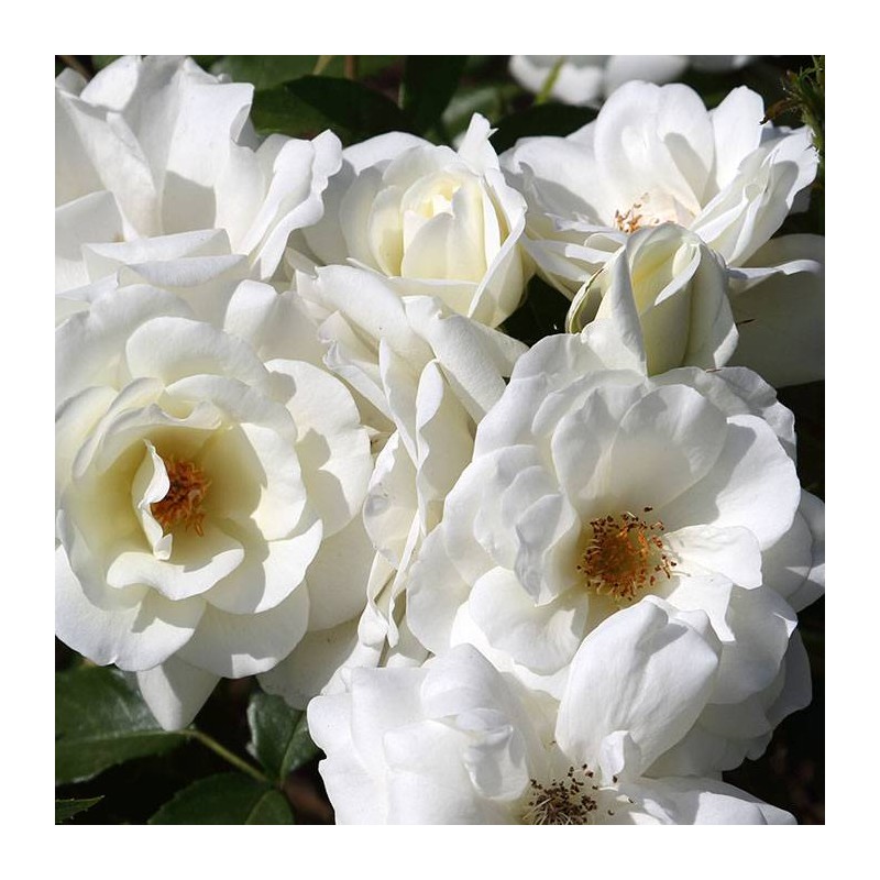 Rosal Iceberg