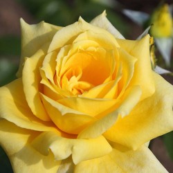 Rosal Landora