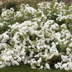 Rosal icy drift