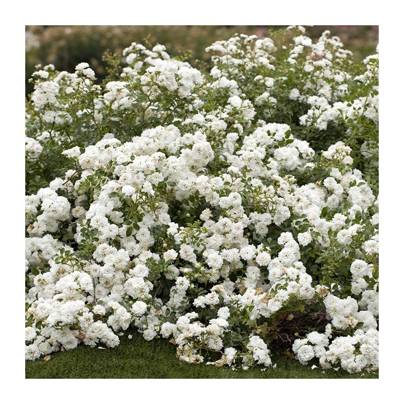 Rosal icy drift