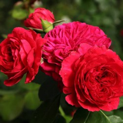Rosal red leonardo da vinci