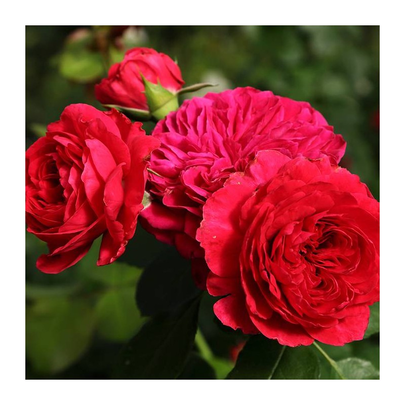Rosal red leonardo da vinci