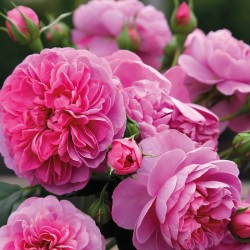 Rosal trepador allegro