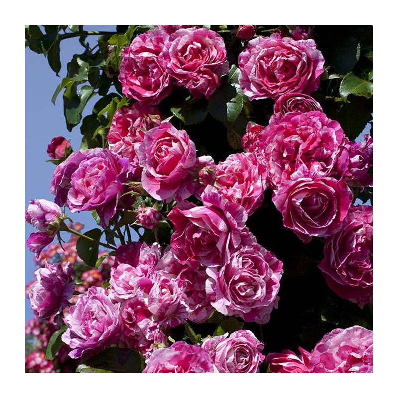 Rosal trepador ines sastre