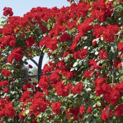 Rosal trepador la sevillana