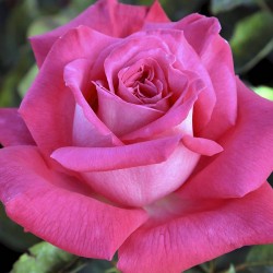 Rosal trepador lolita lempicka