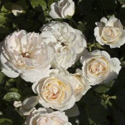 ROSAL MON JARDIN ET MA MAISON