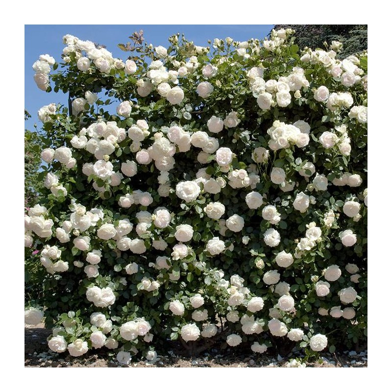 Rosal Trepador  Palais Royal