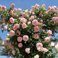 Rosal trepador pierre de...