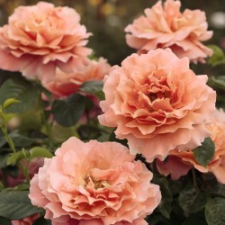 Rosal trepador polka meitosier