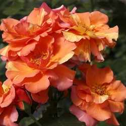 Rosal trepador sorbet fruite