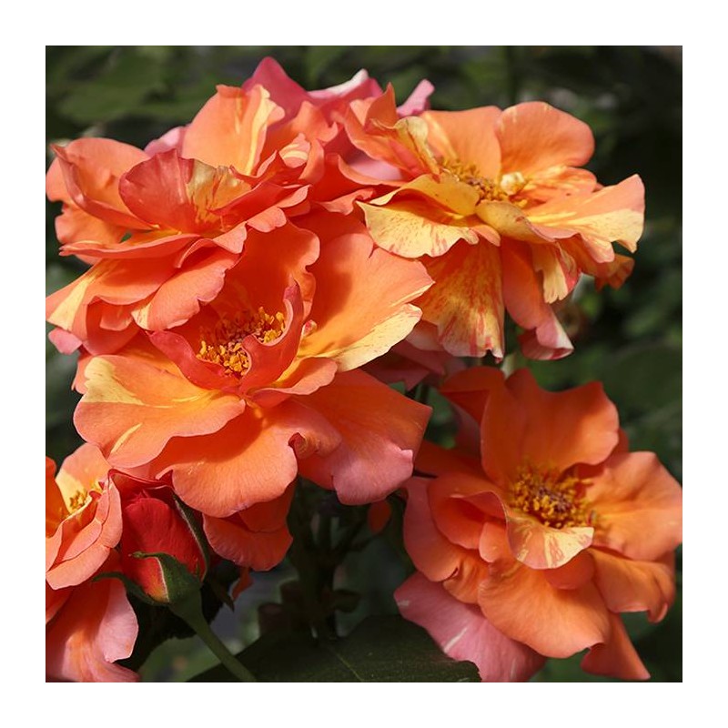 Rosal trepador sorbet fruite