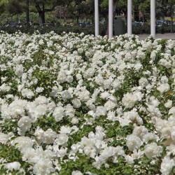 Rosal White Meidiland