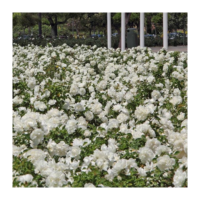 Rosal White Meidiland