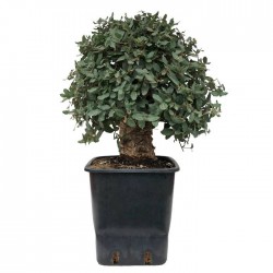 Pre-bonsai quercus suber