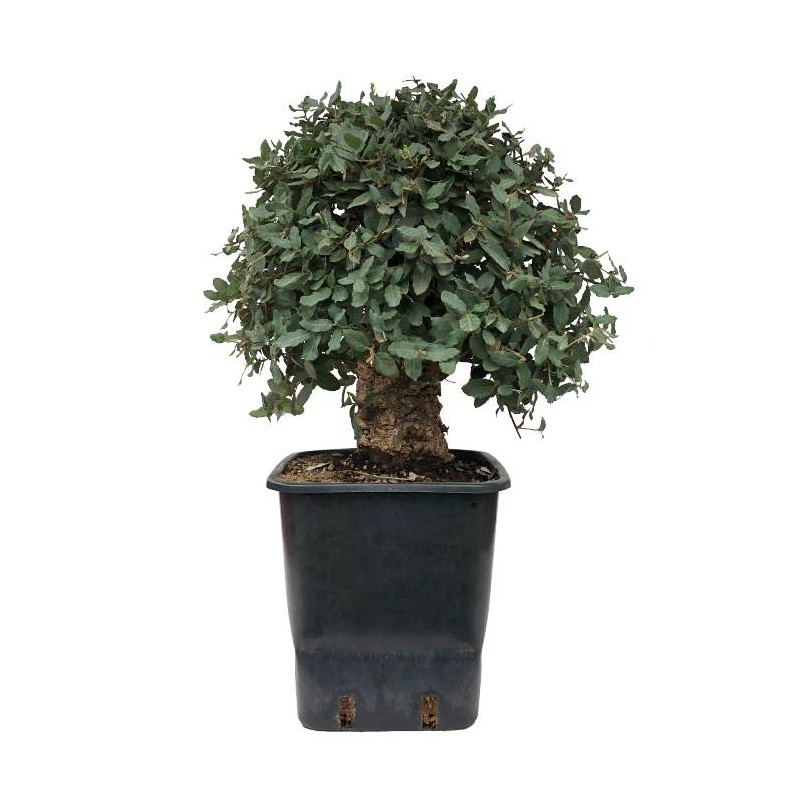 Pre-bonsai quercus suber