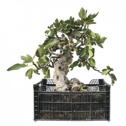 Ficus Carica Pre-bonsai