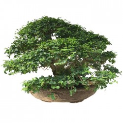 Bonsai Ligustrum sp.