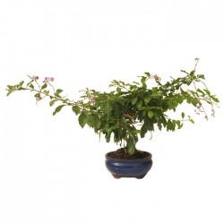 Bonsai durantha repens