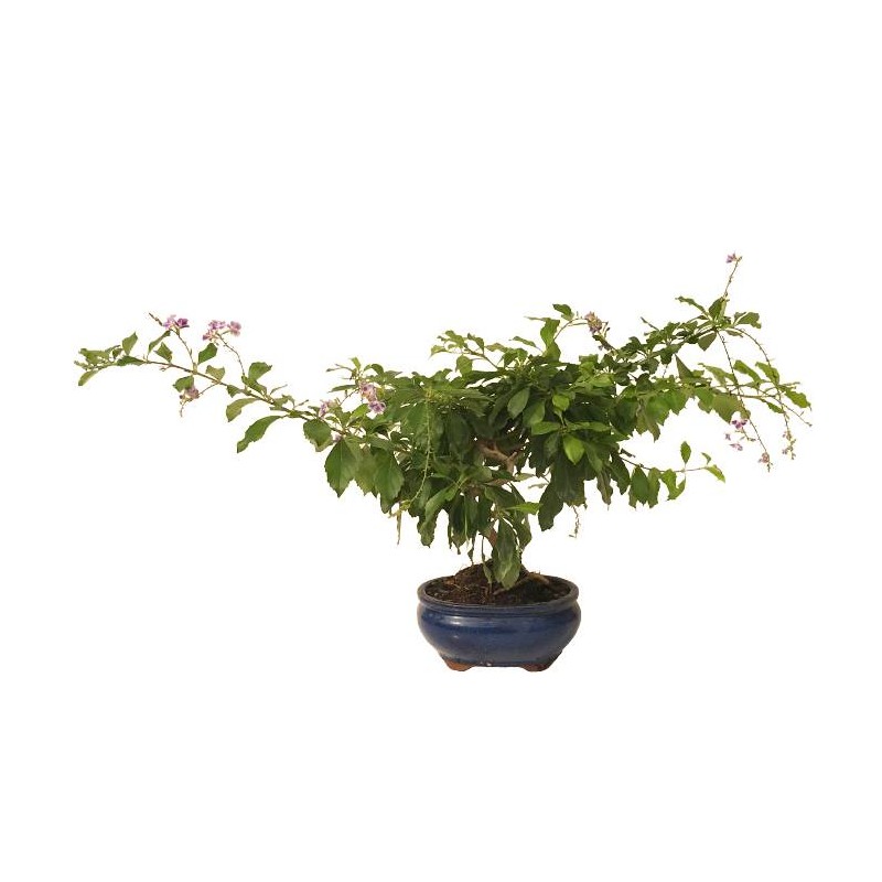 Bonsai durantha repens