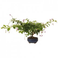 Bonsai durantha repens