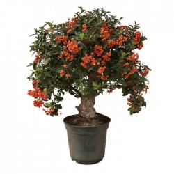 Pre-bonsai pyracantha coccinea