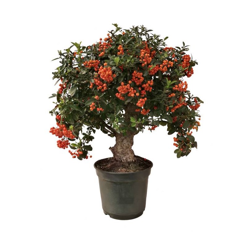 Pre-bonsai pyracantha coccinea