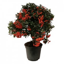 Pre-bonsai pyracantha coccinea