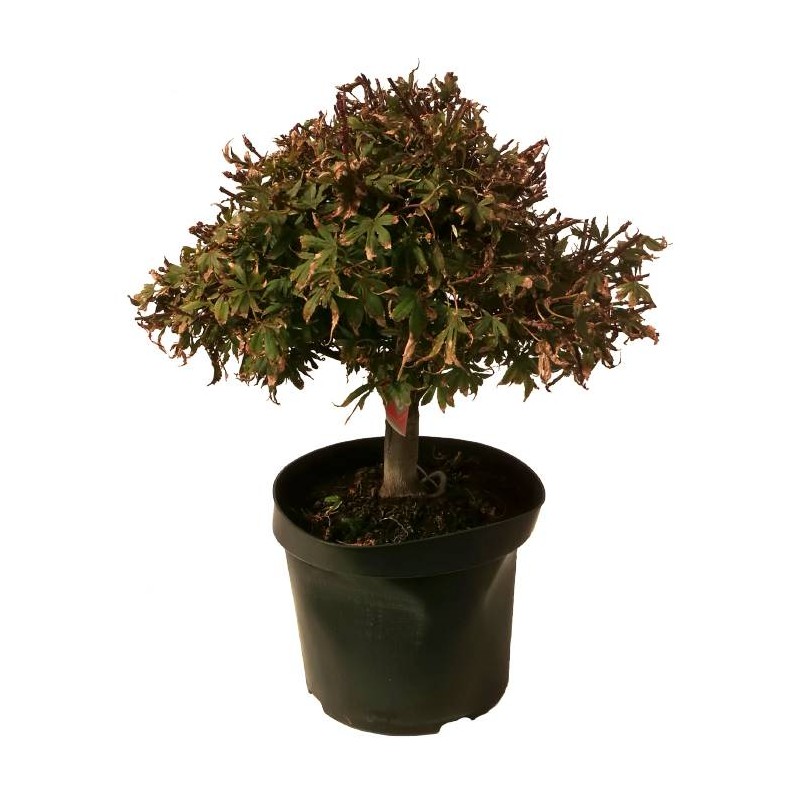 Pre-bonsai Acer palmatum shaina.