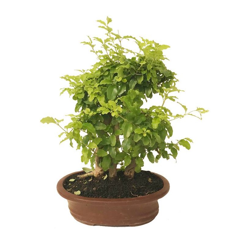 Bonsai ligustrum aurea