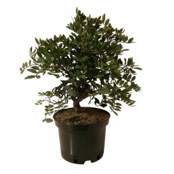 Pre- Bonsai Pistacia Lentiscus 8 años