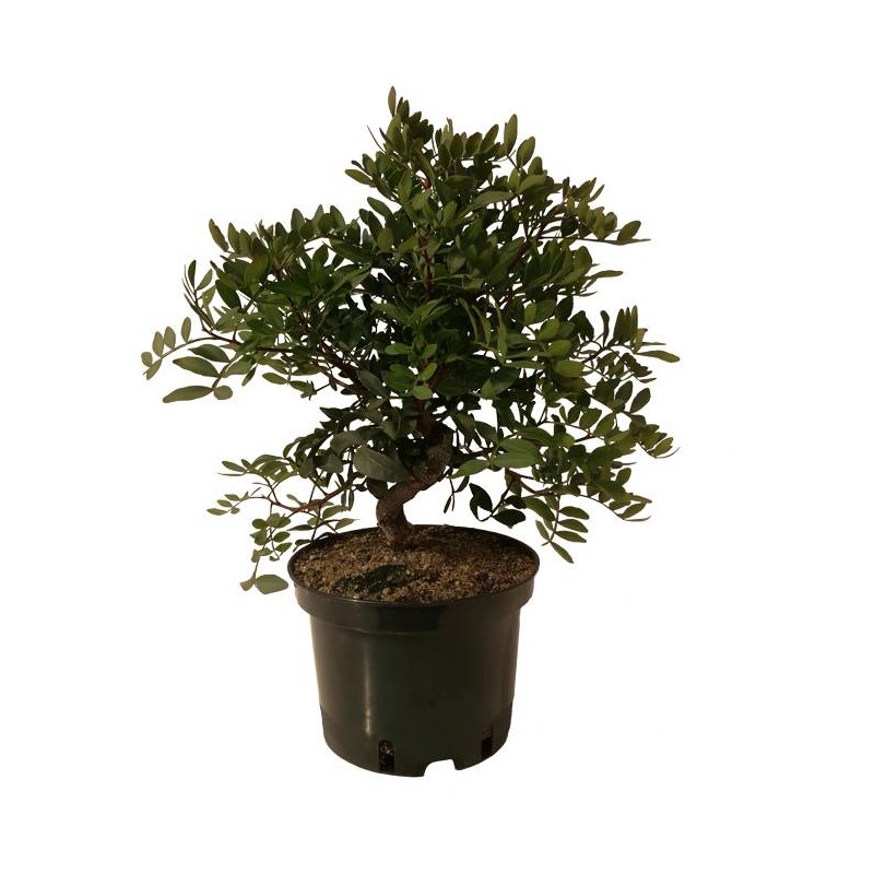 Pre- Bonsai Pistacia Lentiscus 8 años