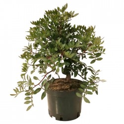 Pre- Bonsai Pistacia Lentiscus 8 años
