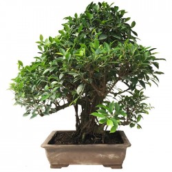 Bonsai Ficus Retusa