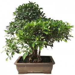 Bonsai Ficus Retusa