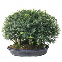 Buxus en forma de bosque