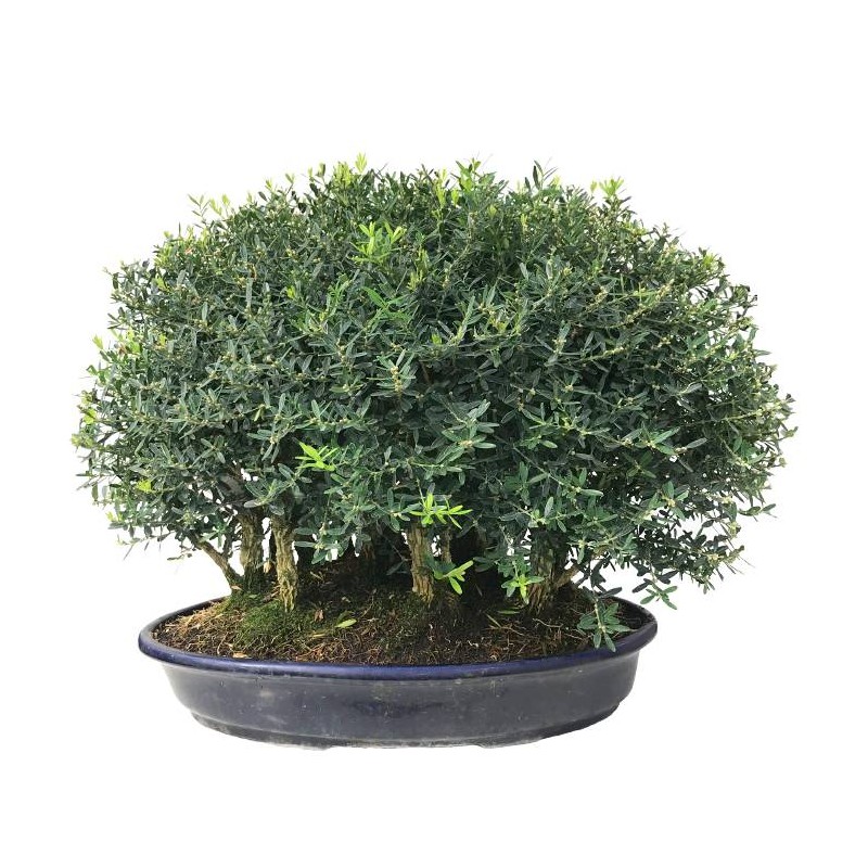 Buxus en forma de bosque
