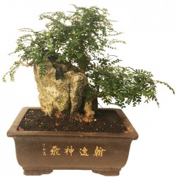 Bonsai Zanthoxylum Piperitum 23 años