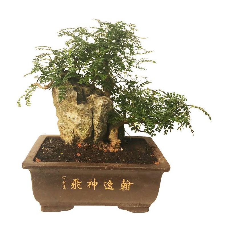 Bonsai Zanthoxylum Piperitum 23 años