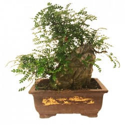 Bonsai Zanthoxylum Piperitum 23 años