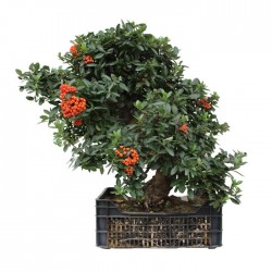 Pre- Bonsai Pyracantha cocinea 20 años