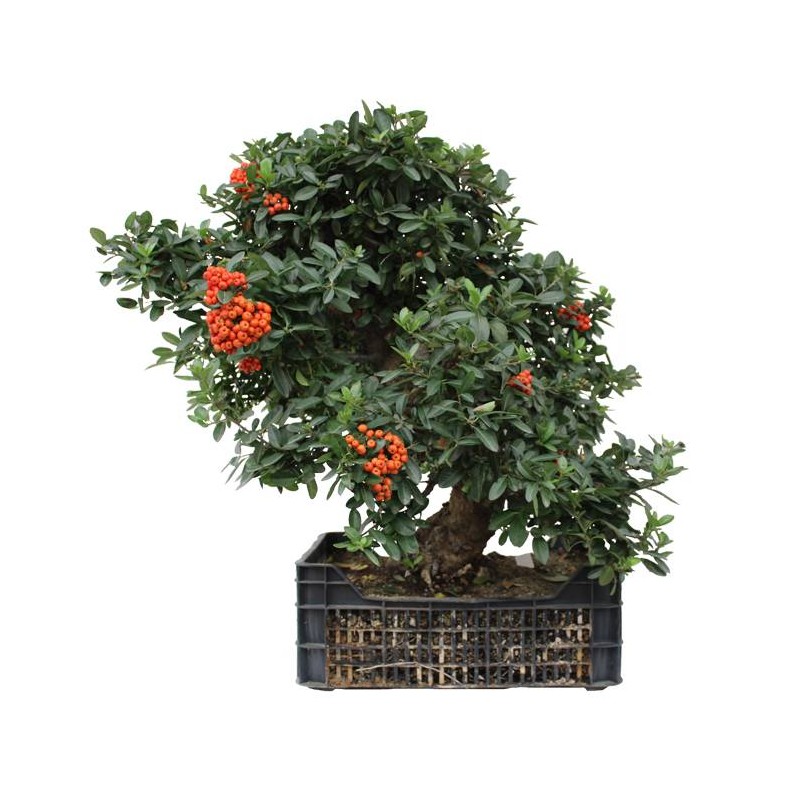 Pre- Bonsai Pyracantha cocinea 20 años