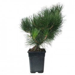 Pre- bonsai Pinus Thunbergii 19 años