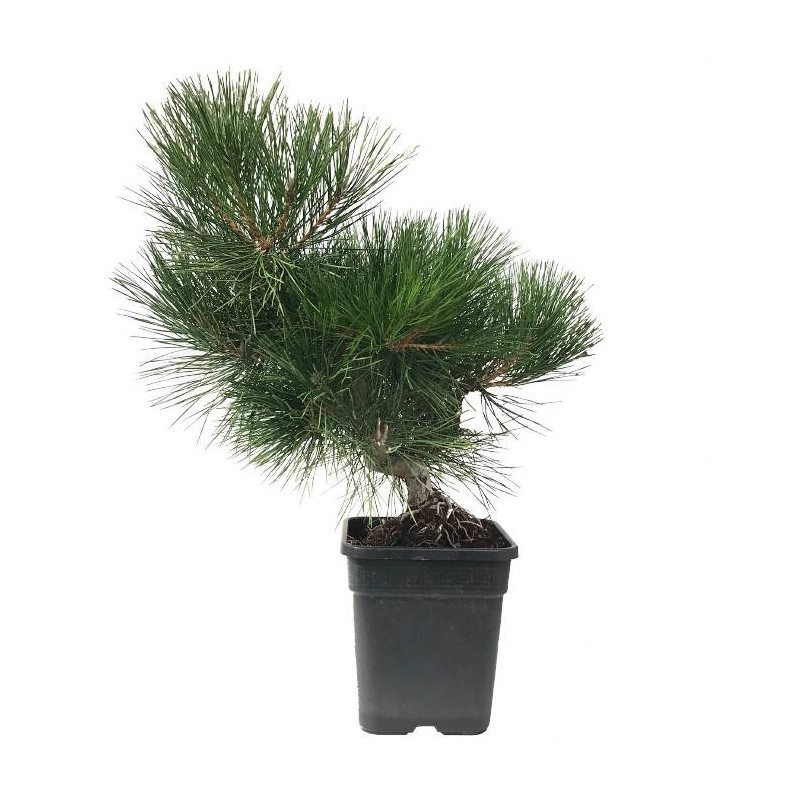 Pre- bonsai Pinus Thunbergii 19 años