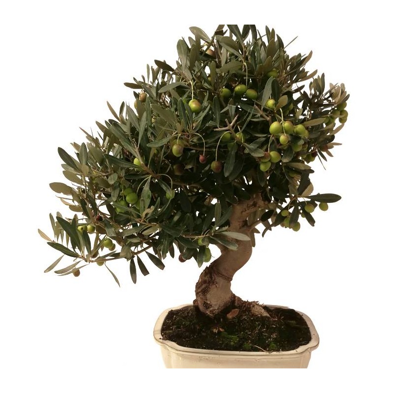 Bonsai Olea Europaea 14 años