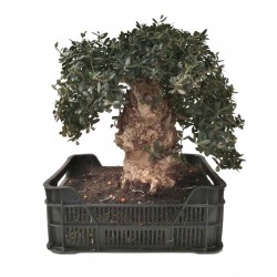 Pre-bonsai olea europaea 25 años