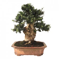 Bonsai Olea Europaea 29 años