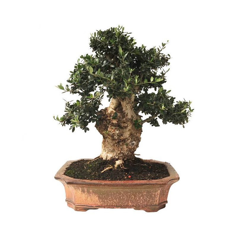 Bonsai Olea Europaea 29 años